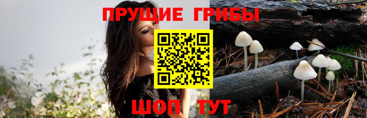 Галлюциногенные грибы Psilocybine cubensis  Псилоцибиновые грибы MAGIC MUSHROOMS  Протвино  Вход с VPN 